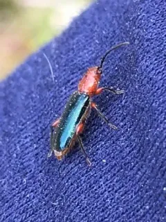 Grapevine Phymatodes thumbnail 3