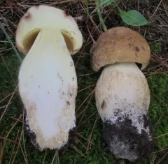 False King Bolete thumbnail 1