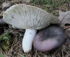 Variable Russula thumbnail 2