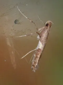 Caloptilia umbratella thumbnail 4