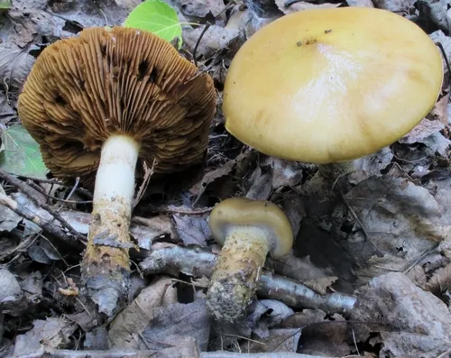 girdled webcap
