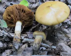 girdled webcap thumbnail 1