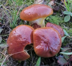 Larch Bolete thumbnail 1