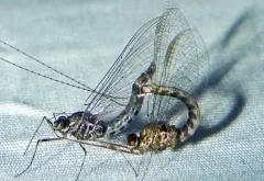 Northern Summer Mayfly thumbnail 1