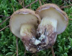 Suillus glandulosipes thumbnail 2
