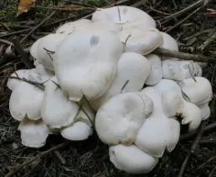 White Domecap thumbnail 1