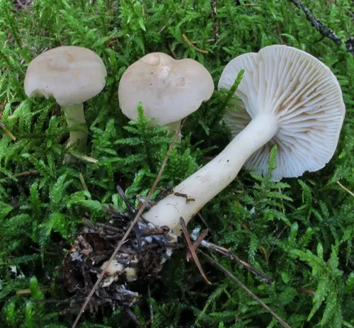 Tricholoma inamoenum