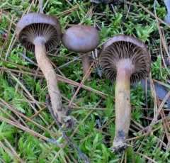 Pine Spikes thumbnail 1