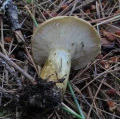 Lactarius sordidus thumbnail 1