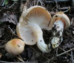 rosy woodwax thumbnail 1