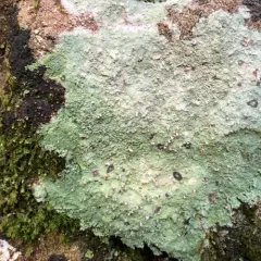 Brown Beret Lichen thumbnail 3