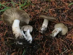 Lyophyllum shimeji thumbnail 1
