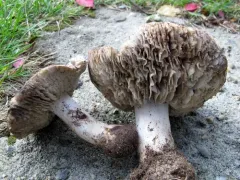 Tricholoma niveipes thumbnail 1