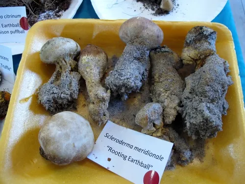 Scleroderma meridionale