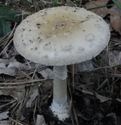 Poison Champagne Amanita thumbnail 1