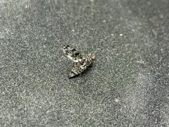 Pseudotephritis corticalis thumbnail 2