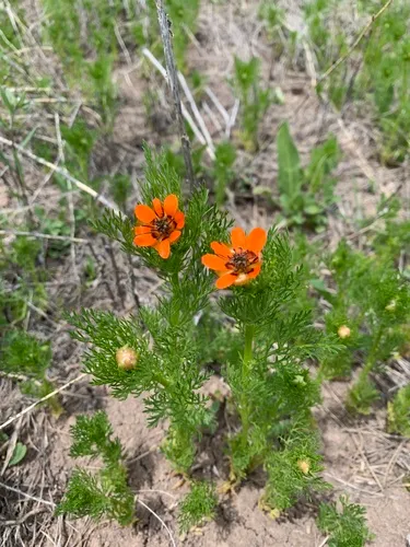Summer Pheasant's-eye