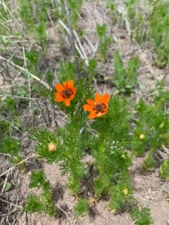 Summer Pheasant's-eye thumbnail 1