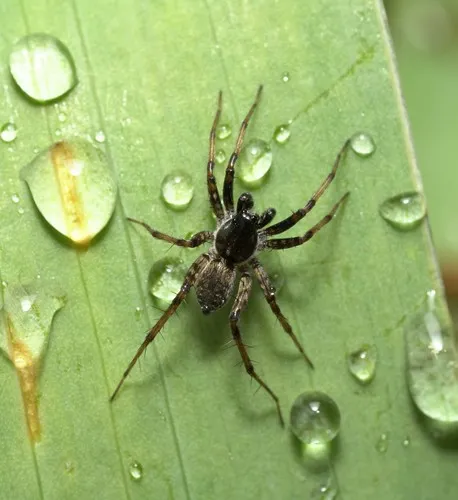 Shiny Wolf Spider