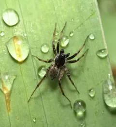 Shiny Wolf Spider thumbnail 1
