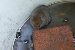 Rock Vole thumbnail 4