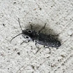 Eastern Eyed Click Beetle thumbnail 2