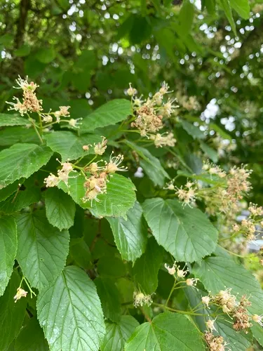 Alder-leaved Whitebeam