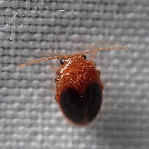 Disk-shaped Marsh Beetle