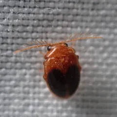 Disk-shaped Marsh Beetle thumbnail 1