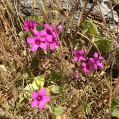 pink-sorrel thumbnail 3