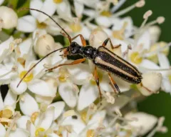 Dented Long-horned Beetle thumbnail 3