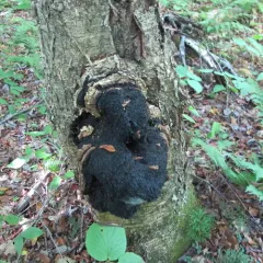 chaga thumbnail 4