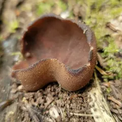 Common Brown Cup thumbnail 2