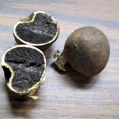 Michigan Earthball