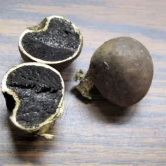 Michigan Earthball thumbnail 1