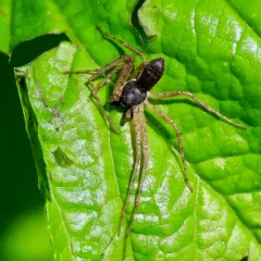 Eurasian Running Crab Spider thumbnail 3