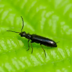 Dasytes plumbeus thumbnail 2