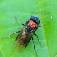Alder Sawfly thumbnail 2