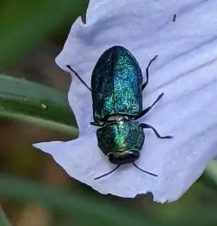 Anthaxia prasina thumbnail 2