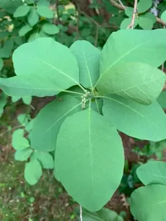 American smoketree thumbnail 3