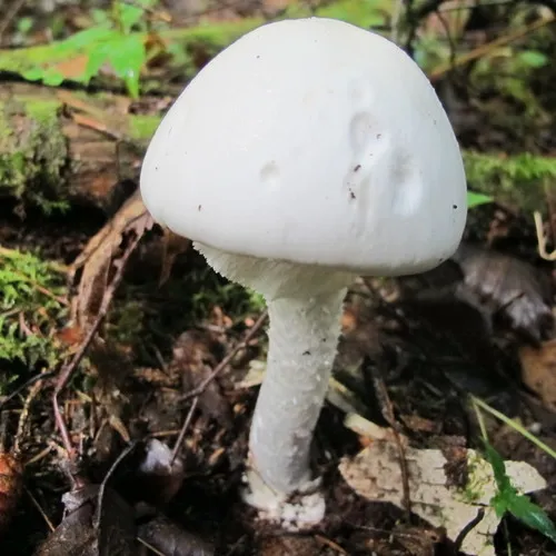 Eastern North American Destroying Angel