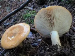 Lactarius affinis thumbnail 1