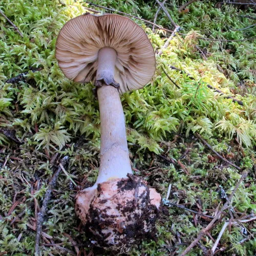 Grey-veiled Amanita