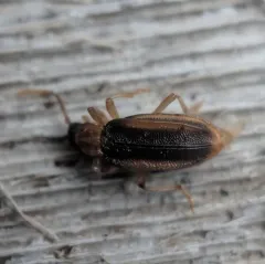 Ischalia costata thumbnail 3
