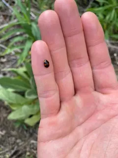 Brachiacantha dentipes thumbnail 2