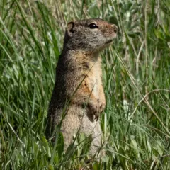 Uinta Ground Squirrel thumbnail 3