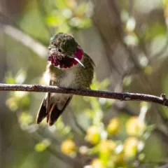 Broad-tailed Hummingbird thumbnail 2