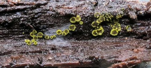 Amicodisca svrcekii