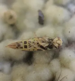 Colladonus brunneus thumbnail 3