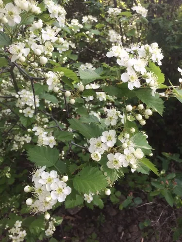 Blanchard's Hawthorn